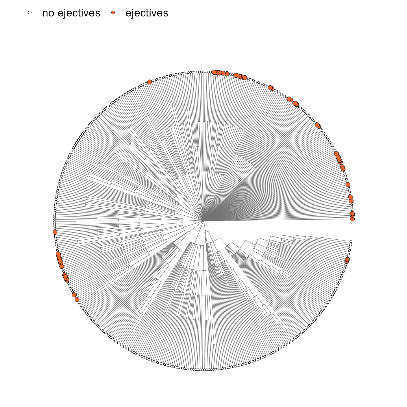 The Glottolog tree of the sample, one tip per language. Tips with ejectives tend to sit next to other tips with ejectives. Families meet only at the centre: the tree claims no relationship between them.